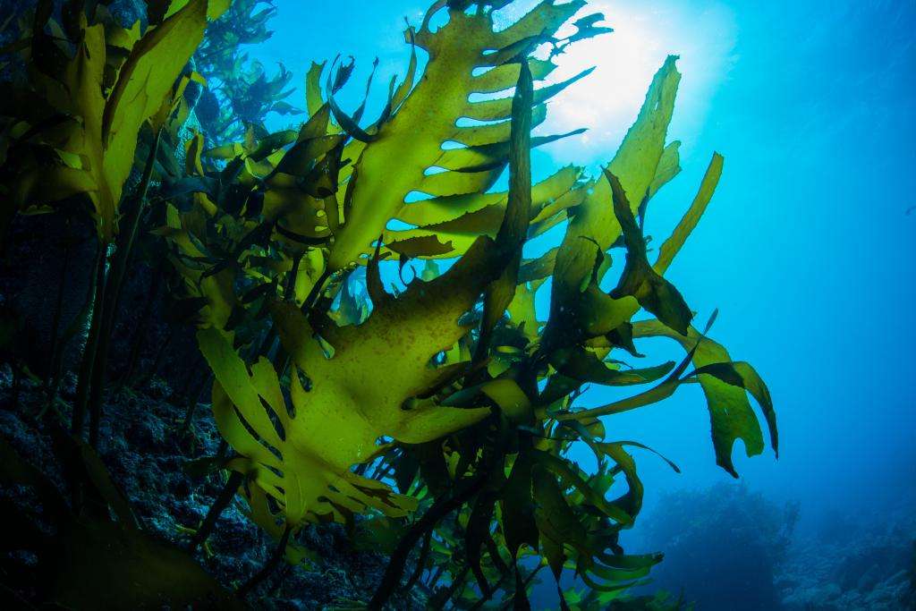 Alliga seaweed forest