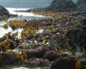 Alliga kelp coast 2