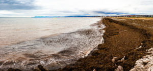 Seaweed beach Quebec