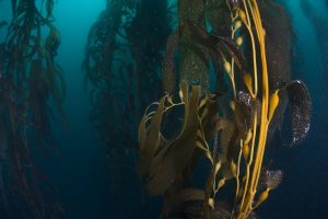 Close up underwater view of Kelp (macrocystis pyrifera) seed pods, Ensenada, Baja California, Mexico